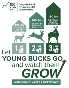 Graphic showing physical characteristics of bucks aged 1 1/2 years, 2 1/2 years, and 3 1/2 years old