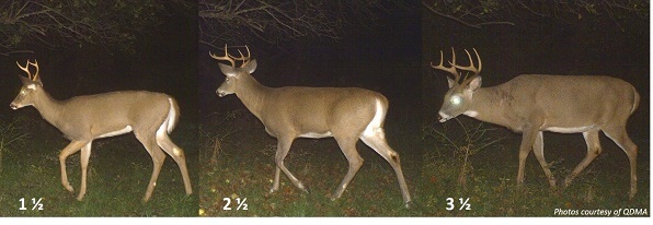 Picture of 3 bucks from Washington County of different ages that demonstrate typical age-related differences in body size and antler growth