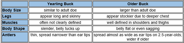 Table describing the physical characteristics of a yearling buck vs an older buck