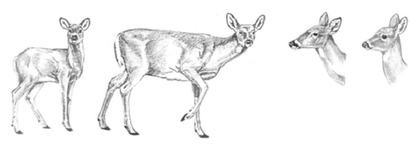 Drawing showing the physical differences between an adult doe and a fawn