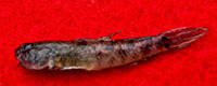 Lyre goby