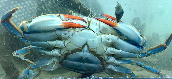 Blue crab courtesy of The River Project