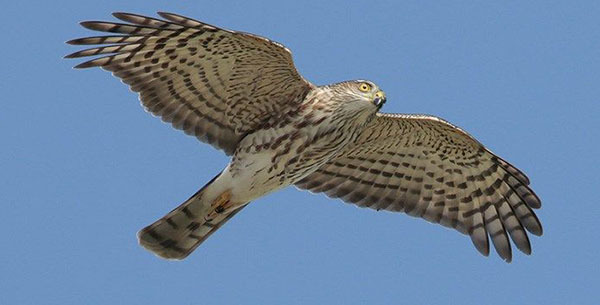 Sharp-shinned hawk courtesy of CT Audubon
