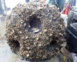 A round ball-shaped structure with thousands of oysters clinging to its surface. Photo: Hudson River Foundation