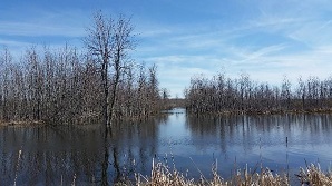 Leafless trees by the water in a forested wetland area within Ashland Flats