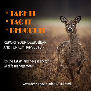 Graphic saying TAKE IT, TAG IT, REPORT IT next to an antlerless deer standing in a field