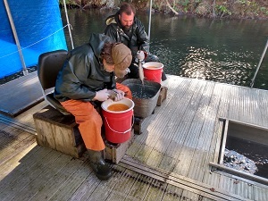DEC staff completing egg take