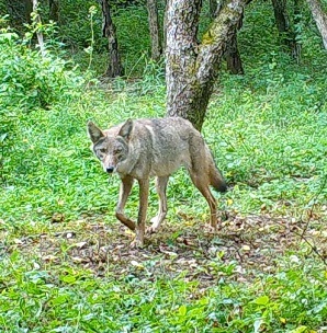 Coyote photo by Gregory VanSplunder