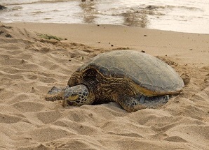 Cold stunned sea turtle stranded on beach