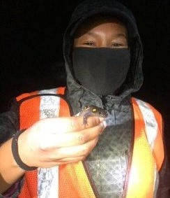 A girl wearing a neon safety vest and facemask holds a salamander.