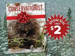 Conservationist magazine with porcupine and a holiday bow on the cover