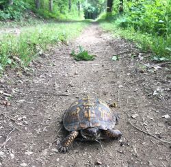 An eastern box turtle on a carriage road in the forest