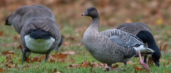 Pink legged goose courtesy of Steve Rappaport