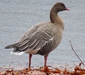 Pink-footed goose
