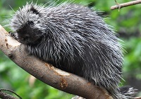 North American porcupine