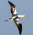 Northern gannet