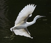 Little blue heron