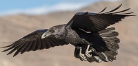 Common raven