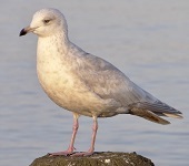 Iceland gull