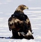 Golden eagle