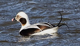Long-tailed duck