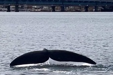 North Atlantic right whale