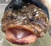 Oytster toadfish