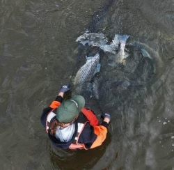 A bird's eye view of a fish biologist in the Hudson with a net of striped bass.