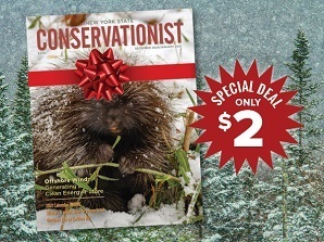 Conservationist Magazine Holiday Promotion