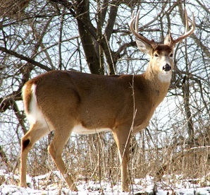 White-tailed buck standing in a wooded area among brush