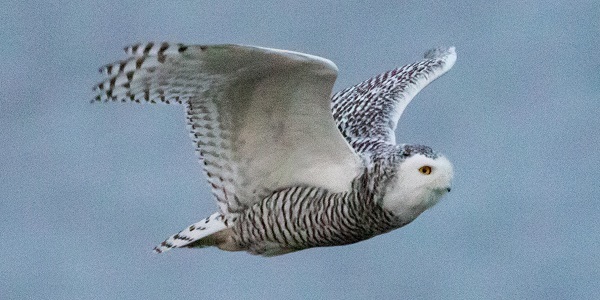 Snowy owl courtesy of Matt Zeitler