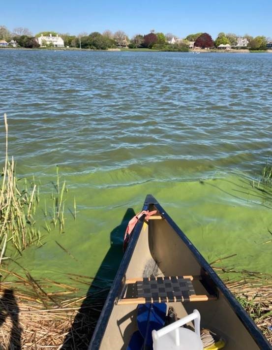 Algae Bloom on Agawam Lake