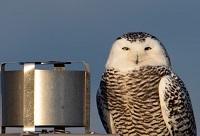 Snowy owl