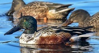 Northern shoveler