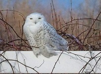 Snowy owl