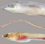 Speckled worm eel