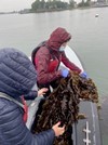 Harvest of sugar kelp