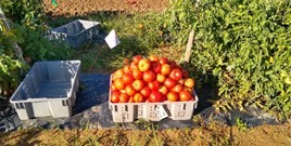 tomatoes from sugar kelp fertilizer study