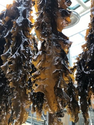 sugar kelp drying
