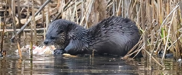 River otter photo courtesy of Roger Pare