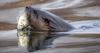 River otter