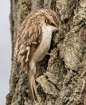 Brown creeper