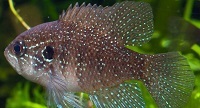 Bluespotted sunfish