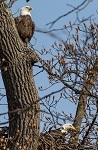 Bald eagles