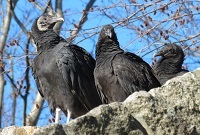 Black vultures