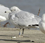 Ring-billed gull