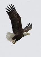 bald eagle