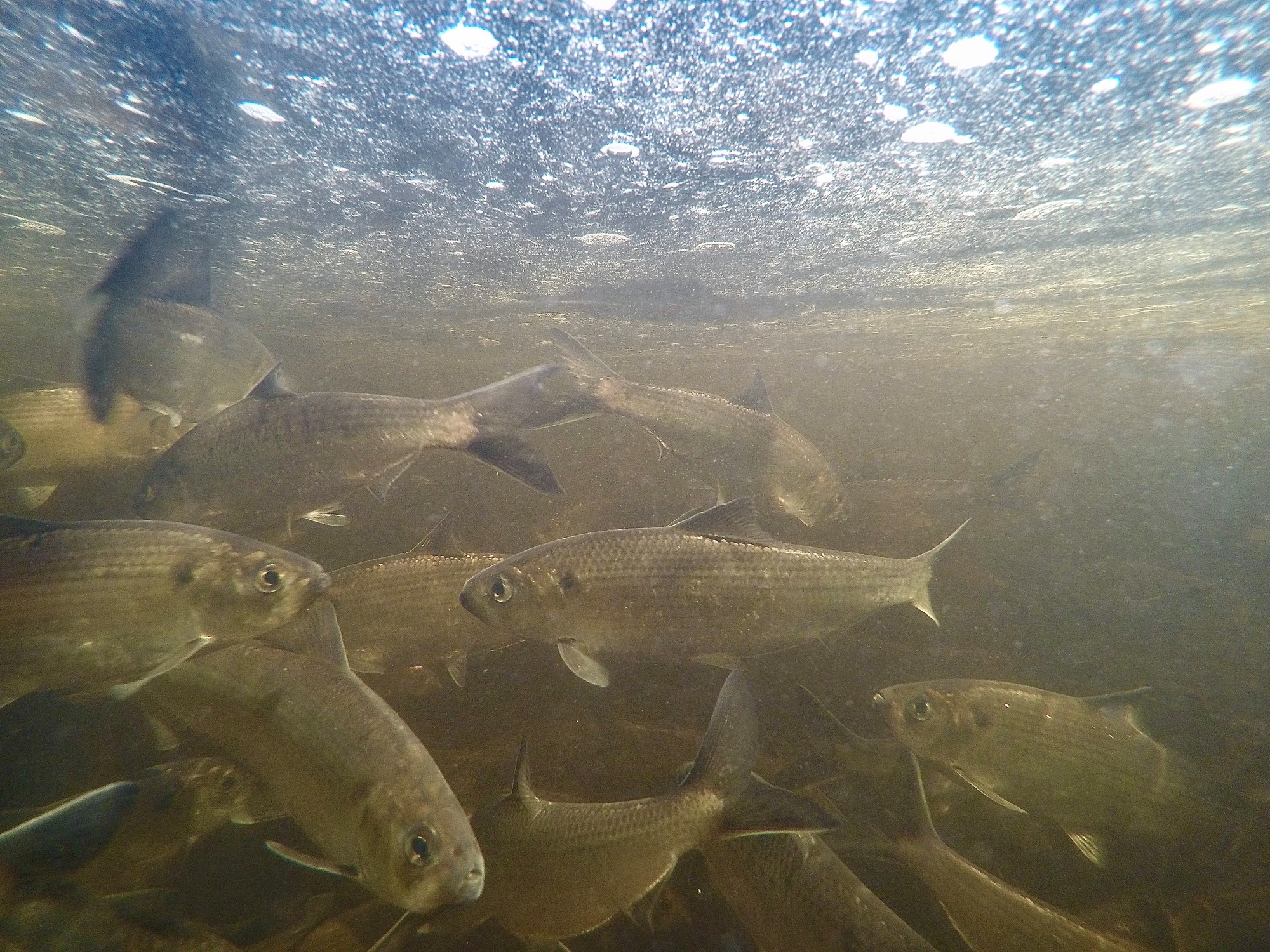 Alewife below the Woodhull Dam on the Little River.