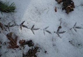 Grouse tracks in the snow Grouse tracks in the snow