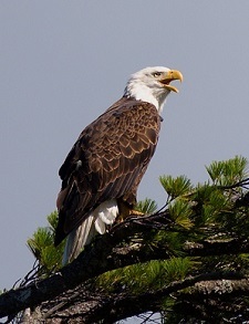 blad eagle in tree